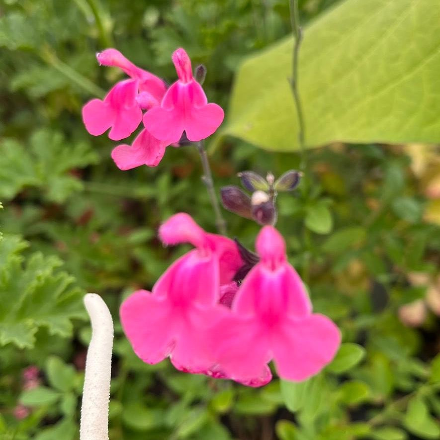 Rosa Pfirsichsalbei - Salvia greggii 'Peach'