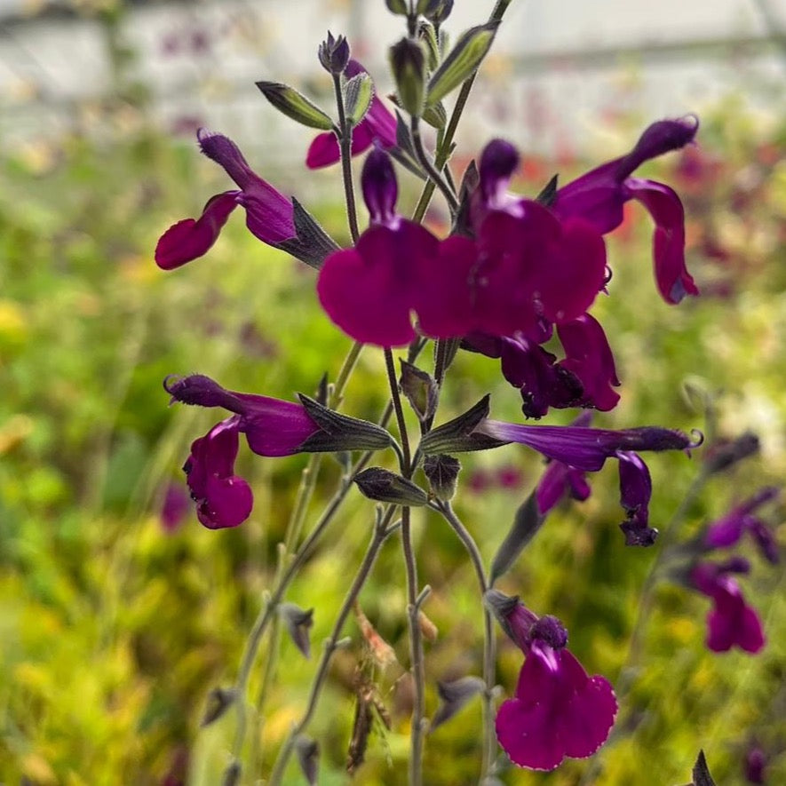 Lila Pfirsichsalbei - Salvia greggii 'Peach'