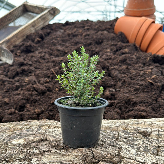 Bergamottthymian - Thymus chamaedrys