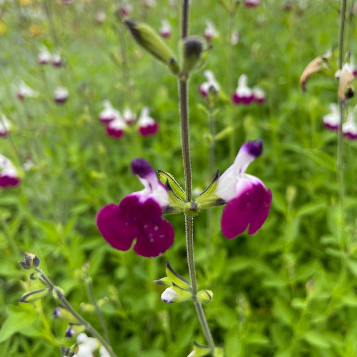Johannisbeersalbei Smocky Lips - Salvia microphylla