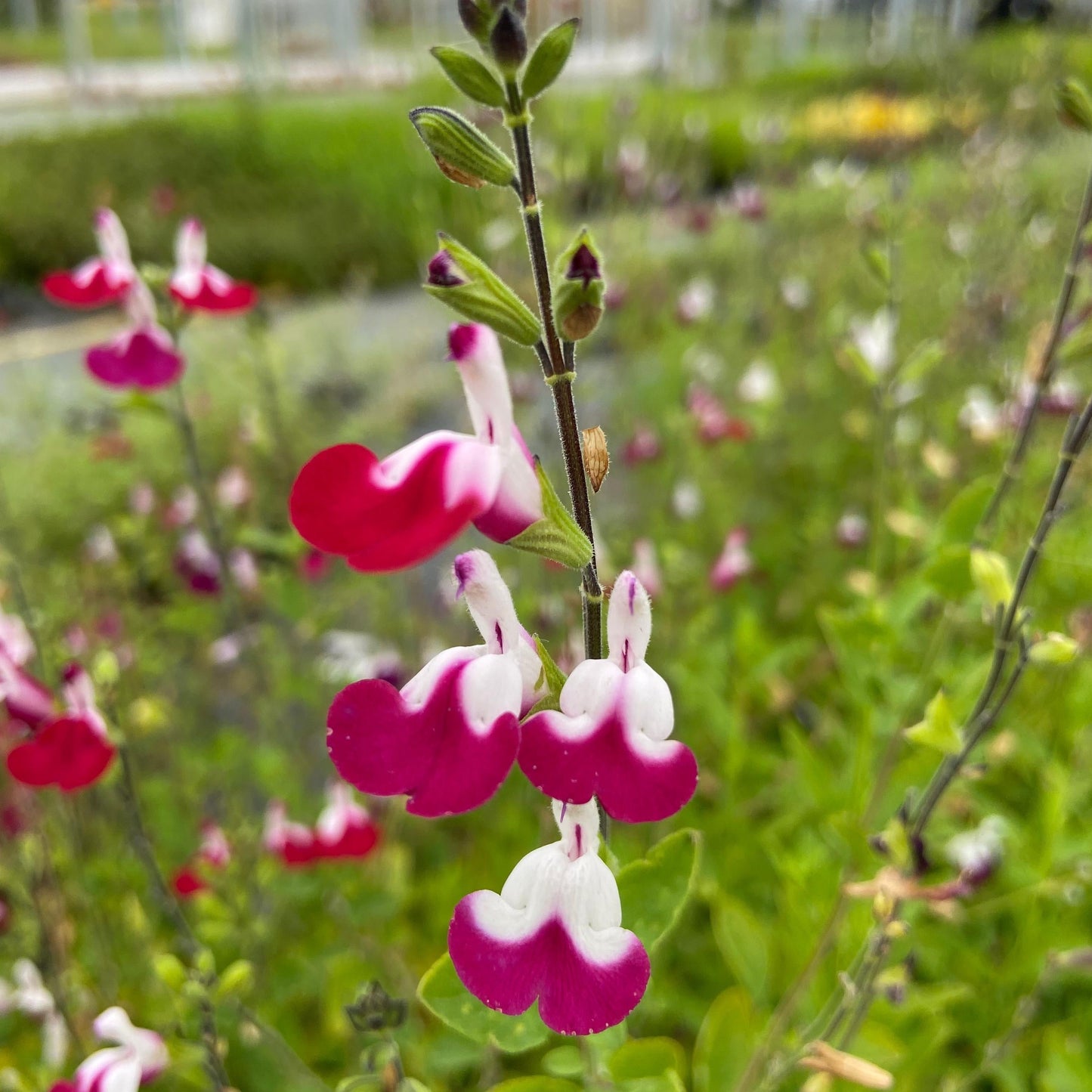 Johannisbeersalbei Cherry Lips - Salvia microphylla