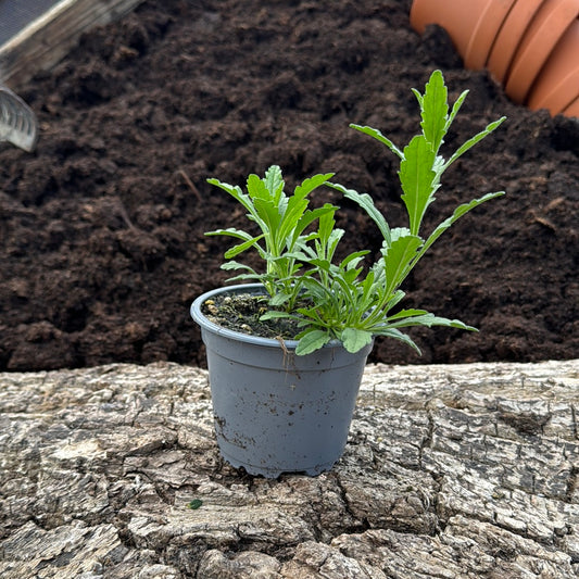 Spanischer Bergtee - Sideritis hyssopifolia