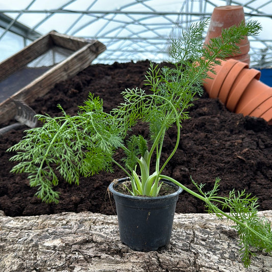 Pfefferfenchel - Foeniculum vulgare var. dulce 'Piperitum'