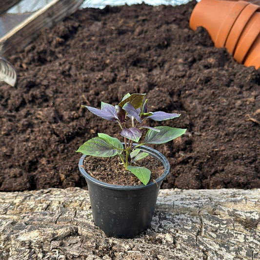 Roter Thai-Basilikum - Ocimum basilicum var. thyrsiflora