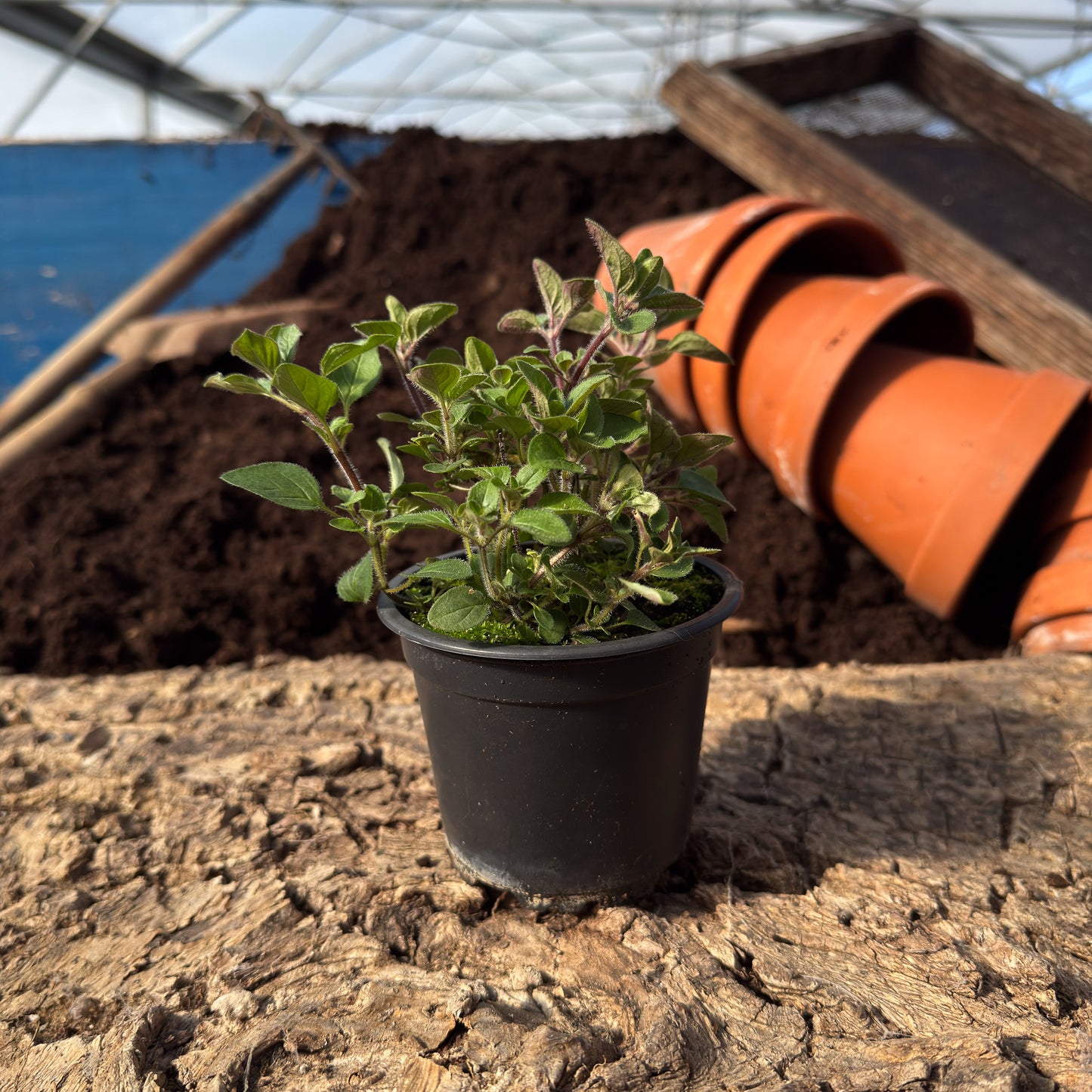 Spanischer Oregano - Thymbra capitata