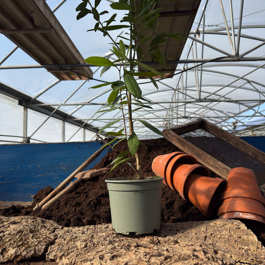 Mate-Strauch - Ilex paraguariensis