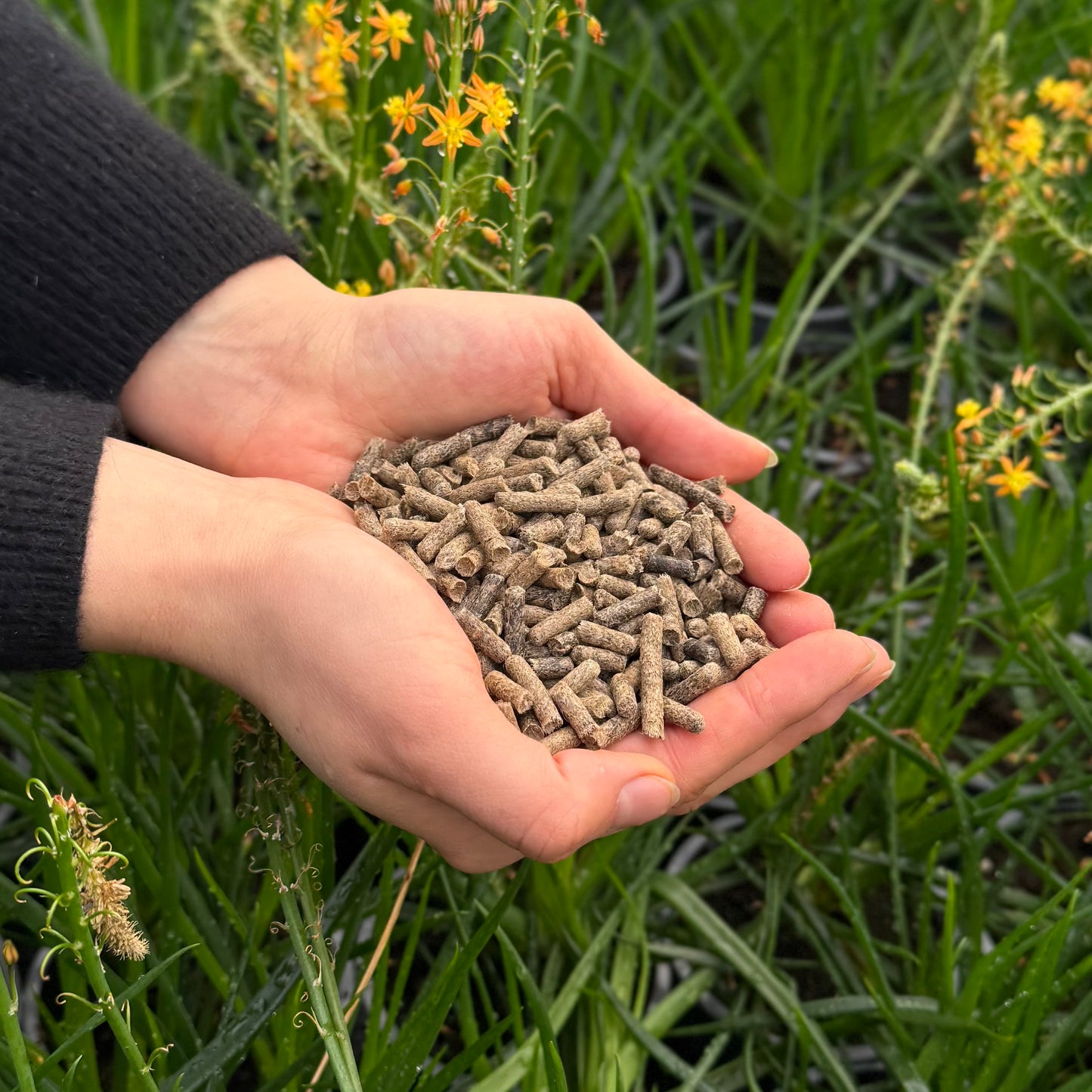 Schafwolldünger Garten - DÜDÜ