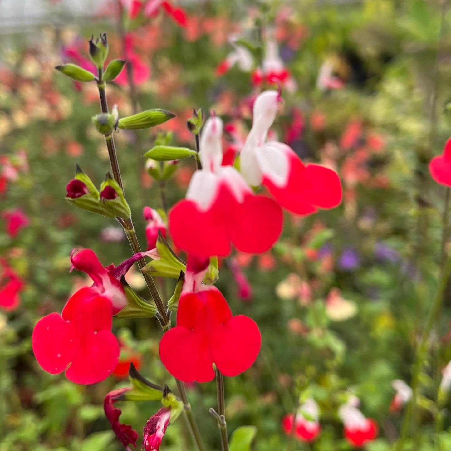 Johannisbeersalbei Hot Lips - Salvia microphylla