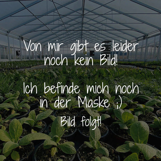 Zimtbasilikum - Ocimum sp.