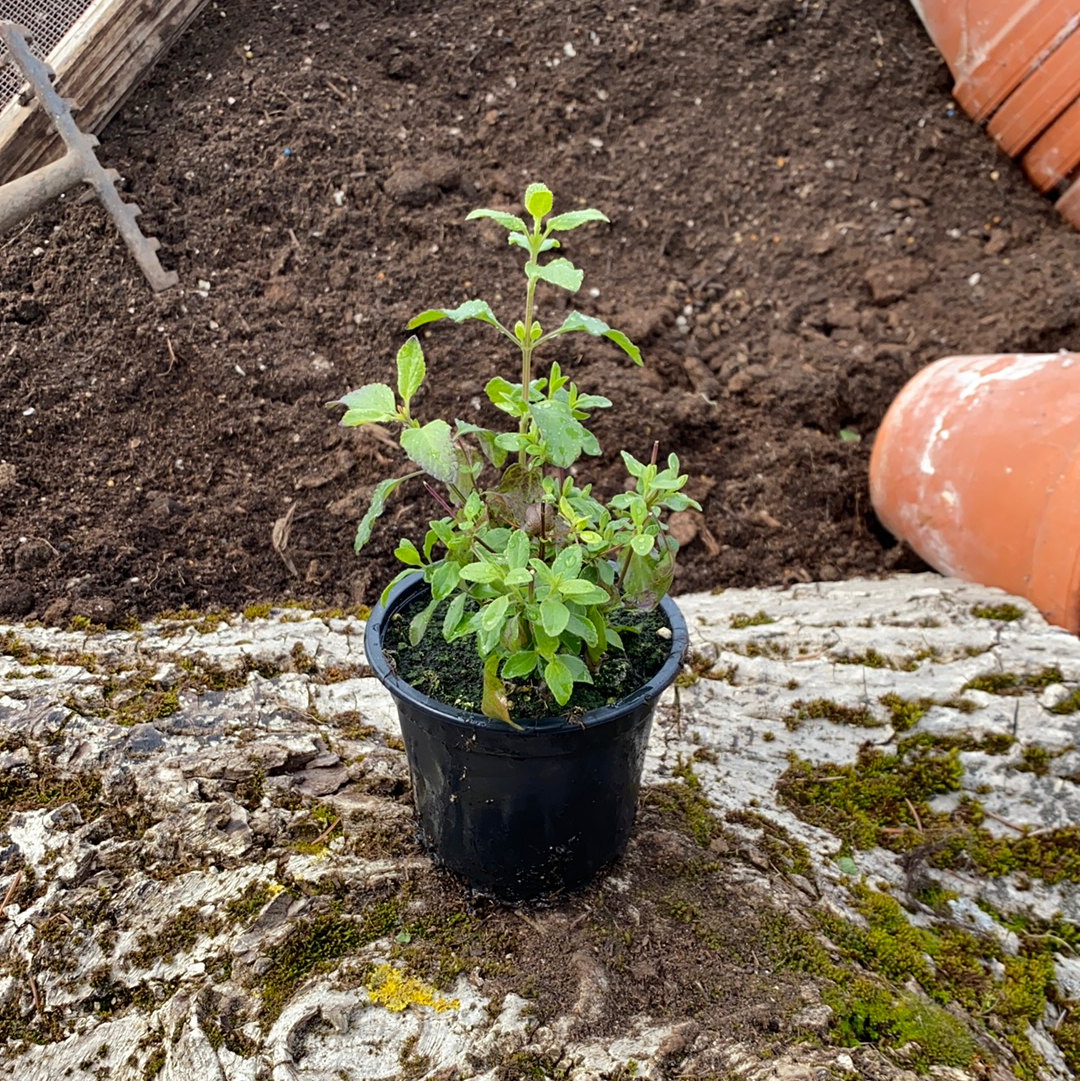 Johannisbeersalbei Smocky Lips - Salvia microphylla