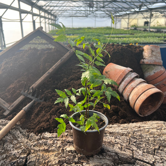 Neem-Baum - Azadirachta indica