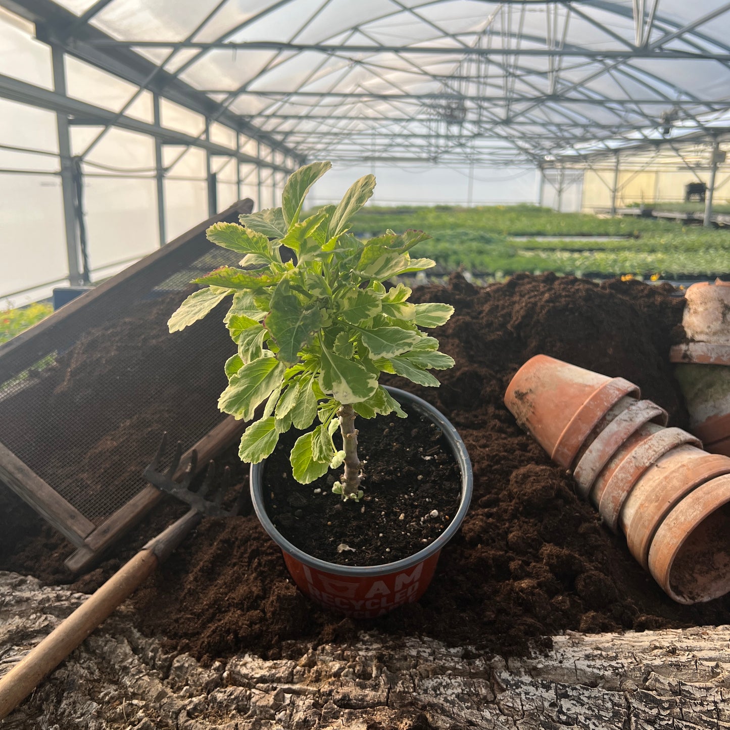 Ewiger Kohl grün-weiß - Brassica oleracea var. acephala