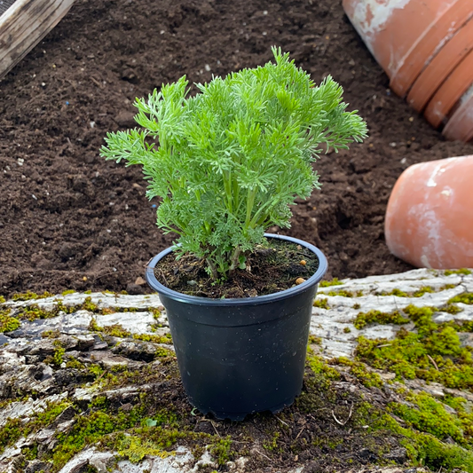 Colastrauch - Artemisia abrotanum var. maritima