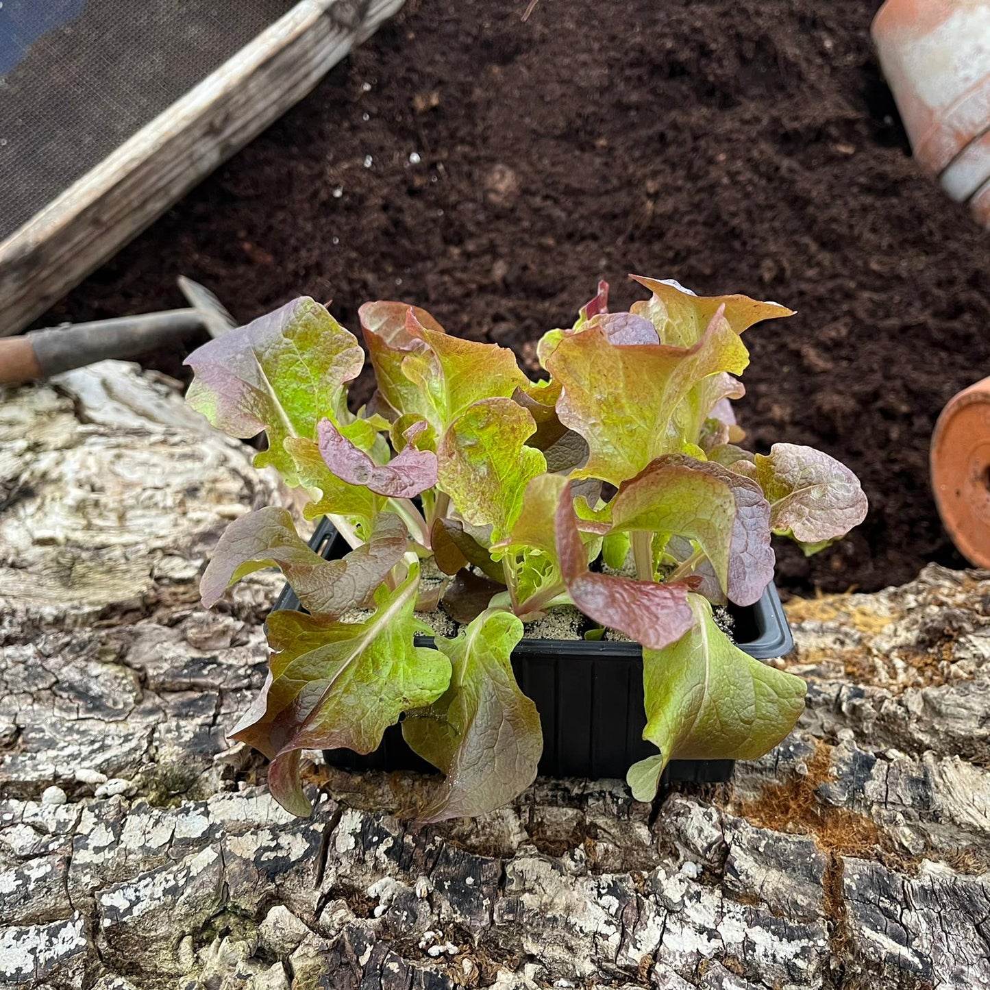 Roter Eichblattsalat (Pflücksalat), 6er Schale - Salatpflanzen