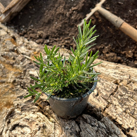 Rosmarin hängend - Rosmarinus officinalis 'Repandus'