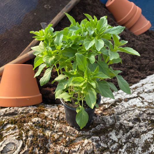 Kubanisches Strauchbasilikum - Ocimum basilicum