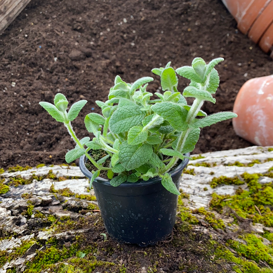 Citrus Bananen Minze - Mentha arvensis var. including 'Banana Citrus'