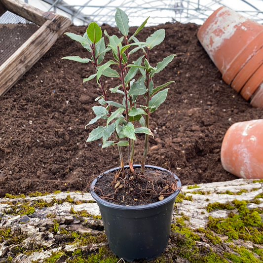 Echter Lorbeer -  Laurus nobilis