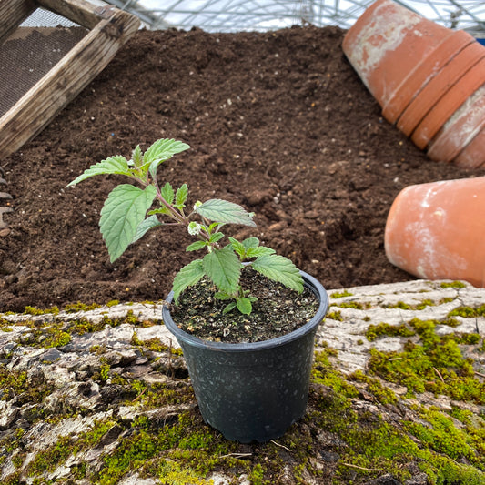 Aztekisches Süßkraut - Lippia dulcis