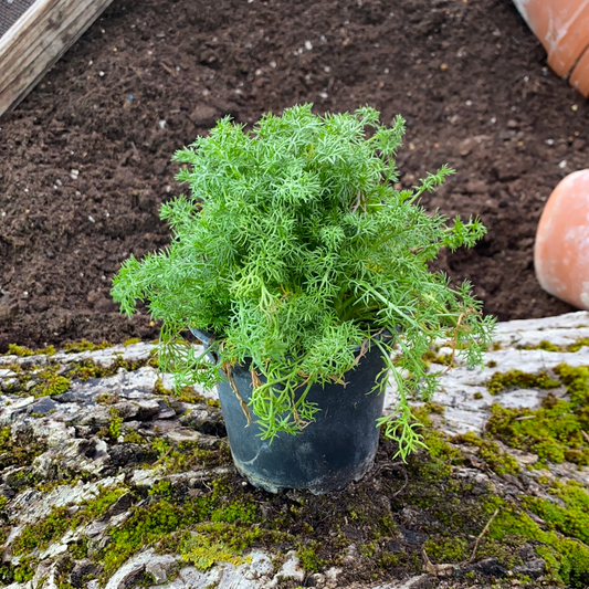 Kamille einjährig - Matricaria recutita