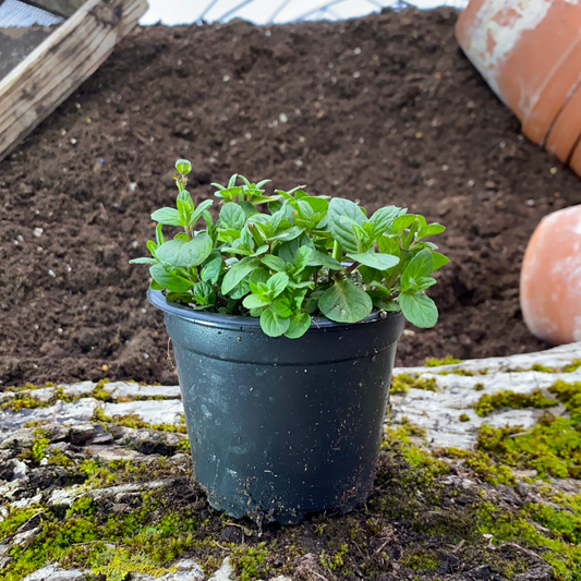 Englische Grüne Minze - Mentha spicata v.