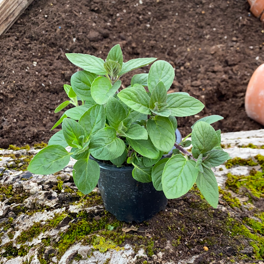 Lemonminze - Mentha piperita 'Lemon'