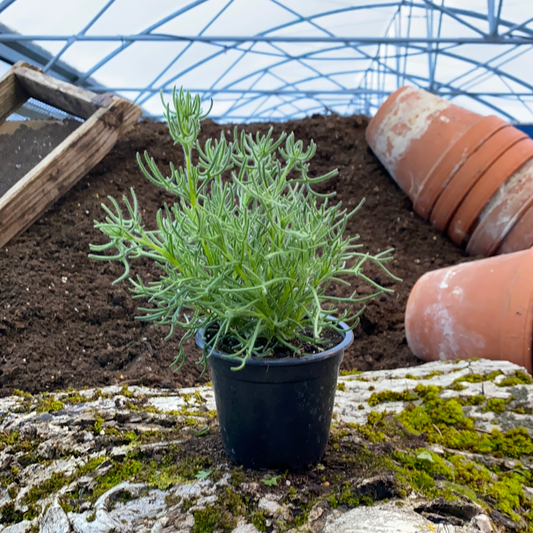 Gyros-Kraut - Artemisia caucasica