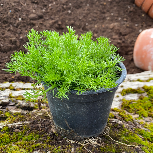 Römische Rasenkamille - Chamaemelum nobile 'Ligulosum'