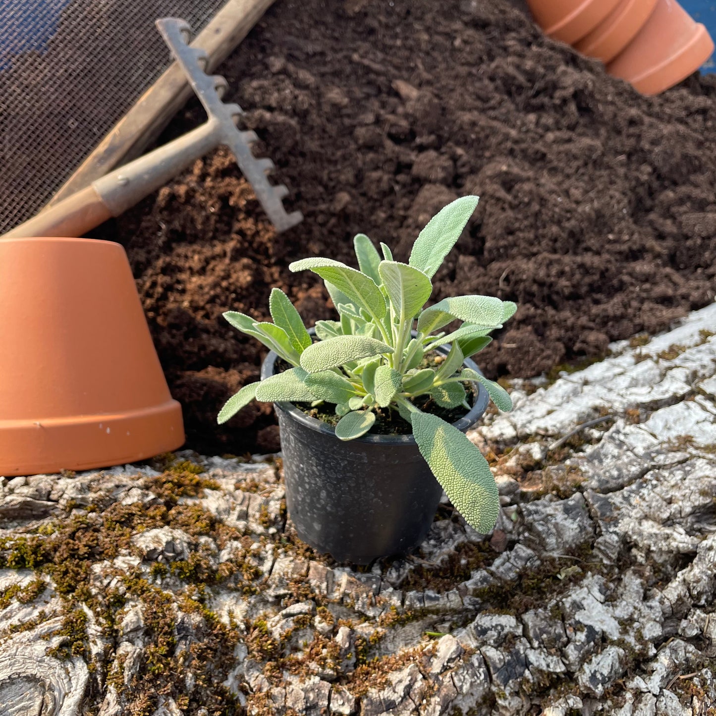 Hängender Salbei - Salvia nevadensis