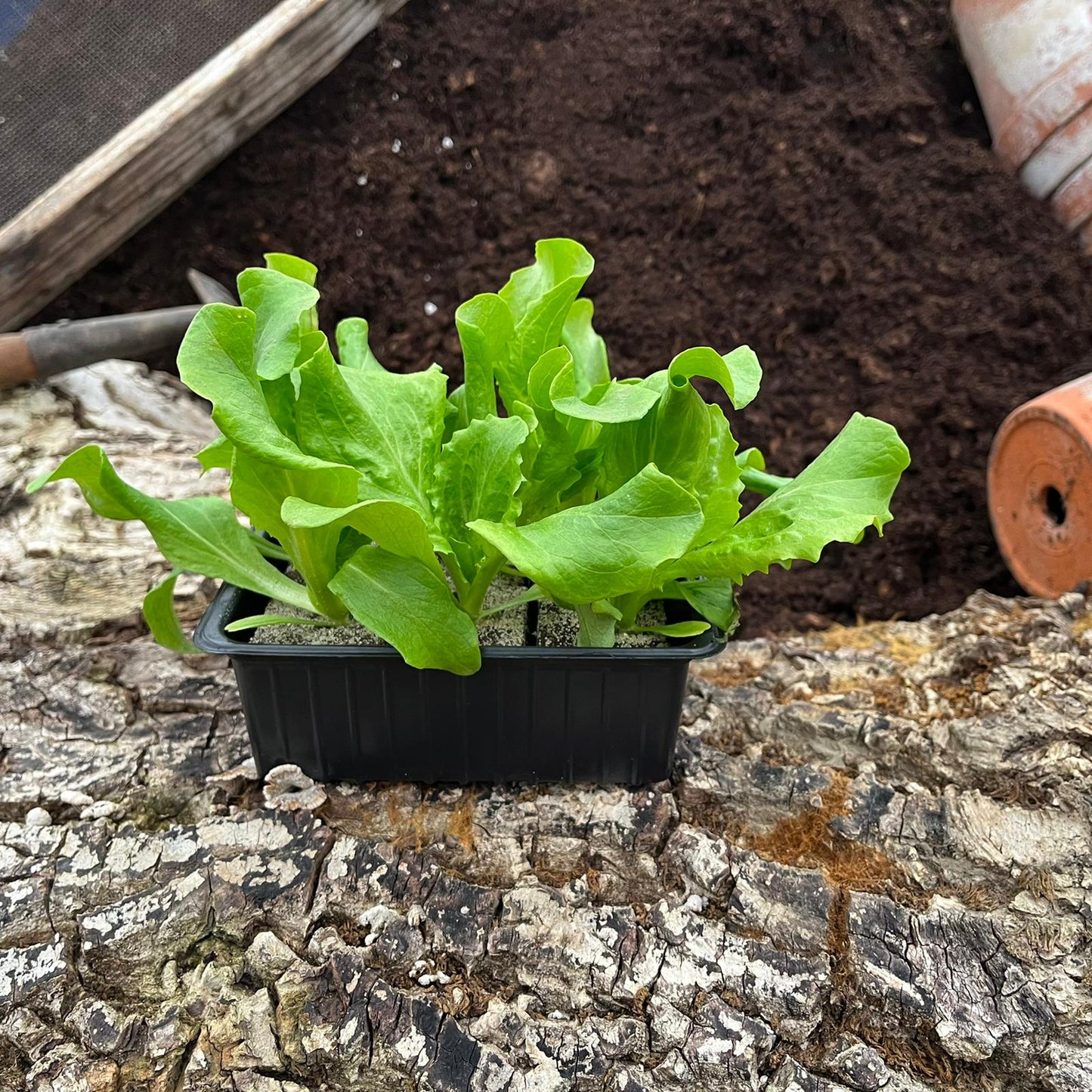 Eisbergsalat, 6er Schale - Salatpflanzen