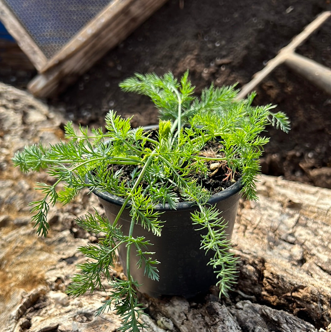 Sizilianischer Fenchel - Foeniculum vulgare 'Regaleali'