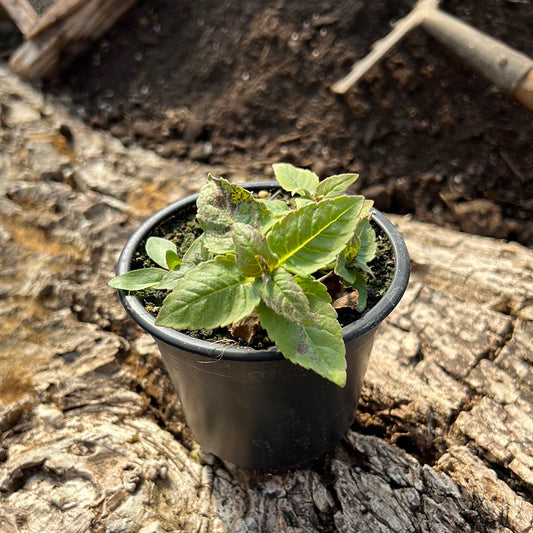 Goldmelisse - Monarda didyma