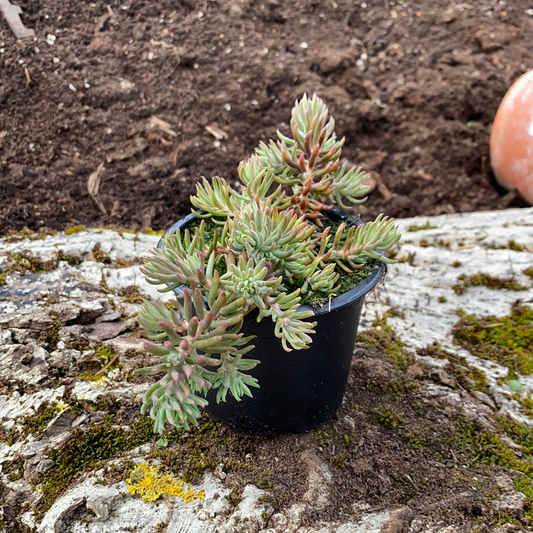 Tripmadam - Sedum reflexum