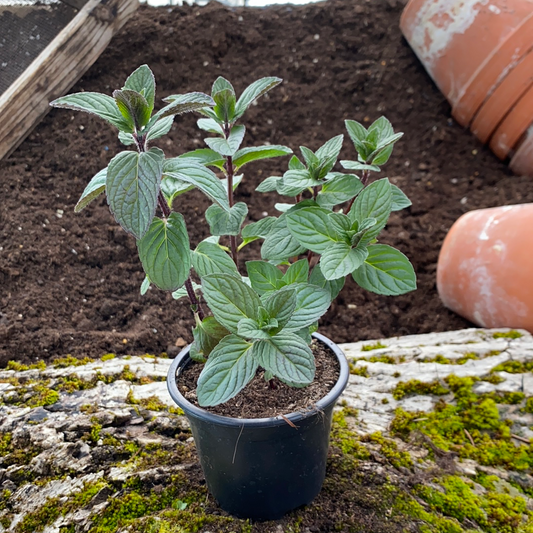 Thüringer Minze - Mentha sp.