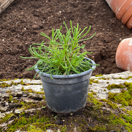 Olivenkraut - Santolina rosmarinifolia