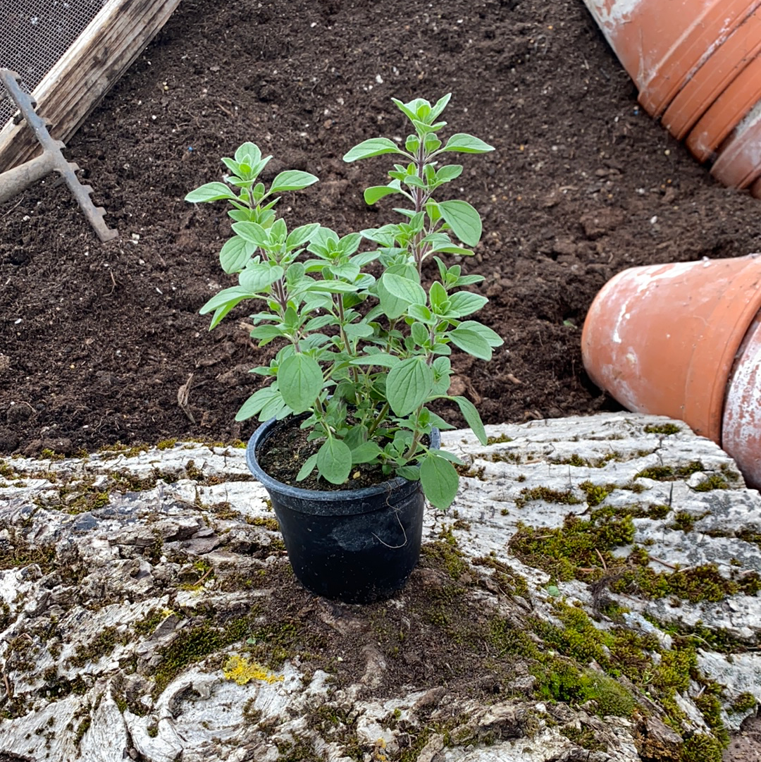 Sizilianischer Oregano - Origanum x majoricum