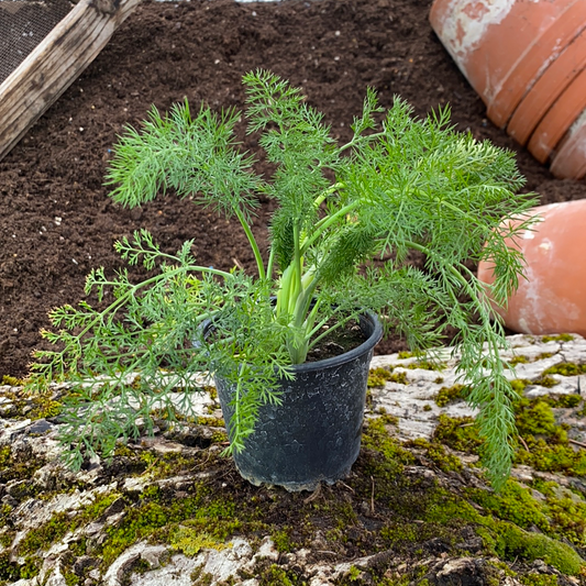 Gewürzfenchel - Foeniculum vulgare