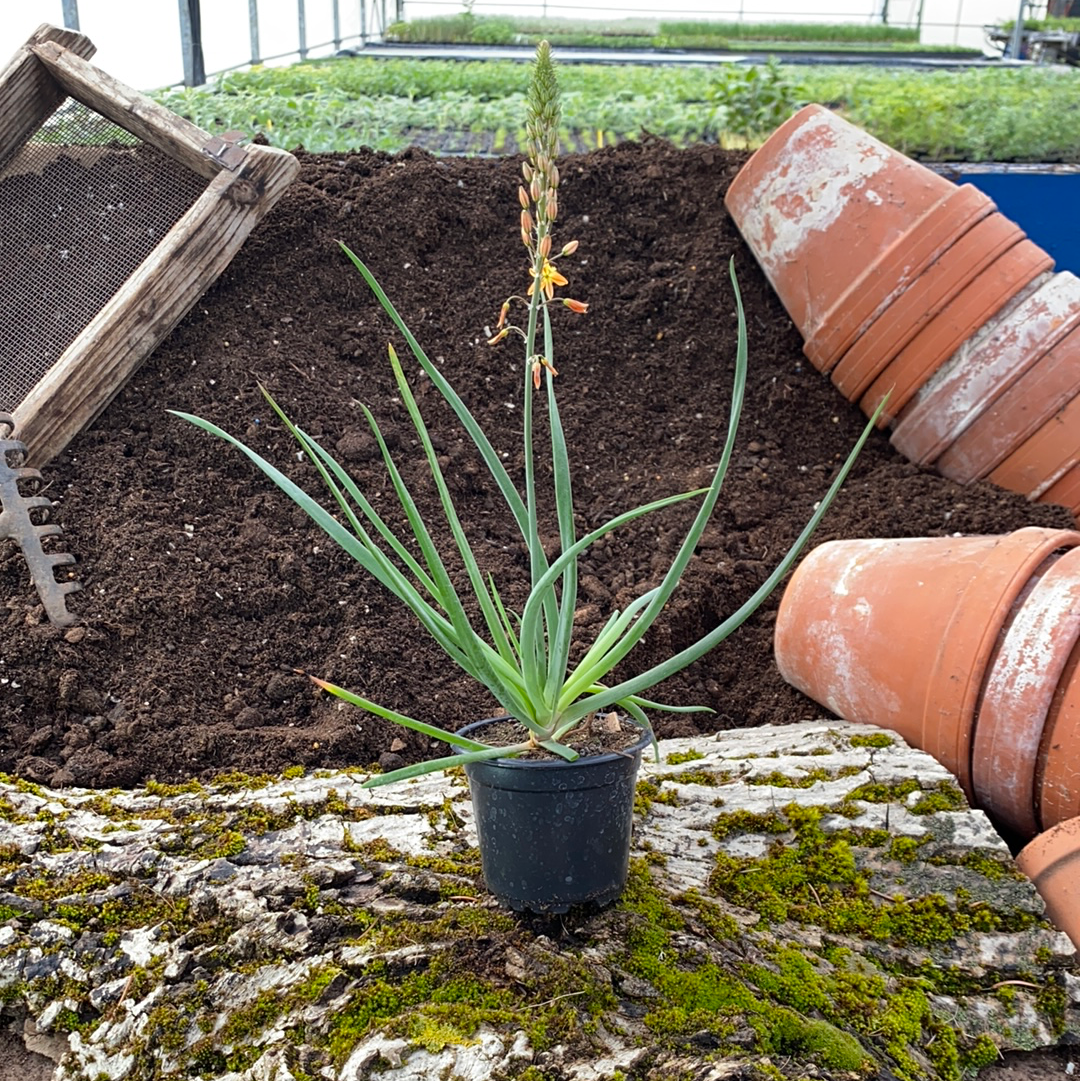 Bulbine - Bulbine frutescens