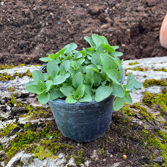 Zwerg- Oregano - Origanum vulgare Compactum