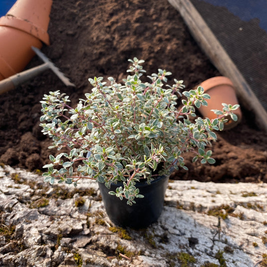 Thymian grün/weiß - Thymus vulgaris