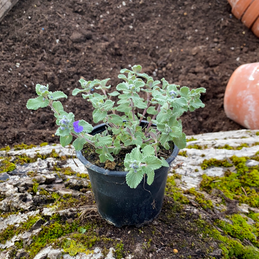 Echte Katzenminze - Nepeta cataria