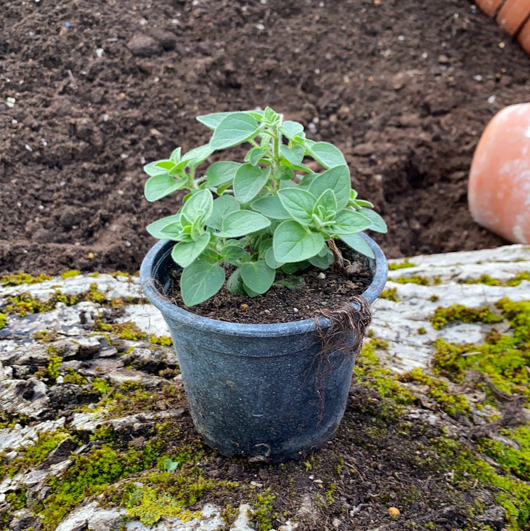 Griechischer Oregano - Origanum heracleoticum