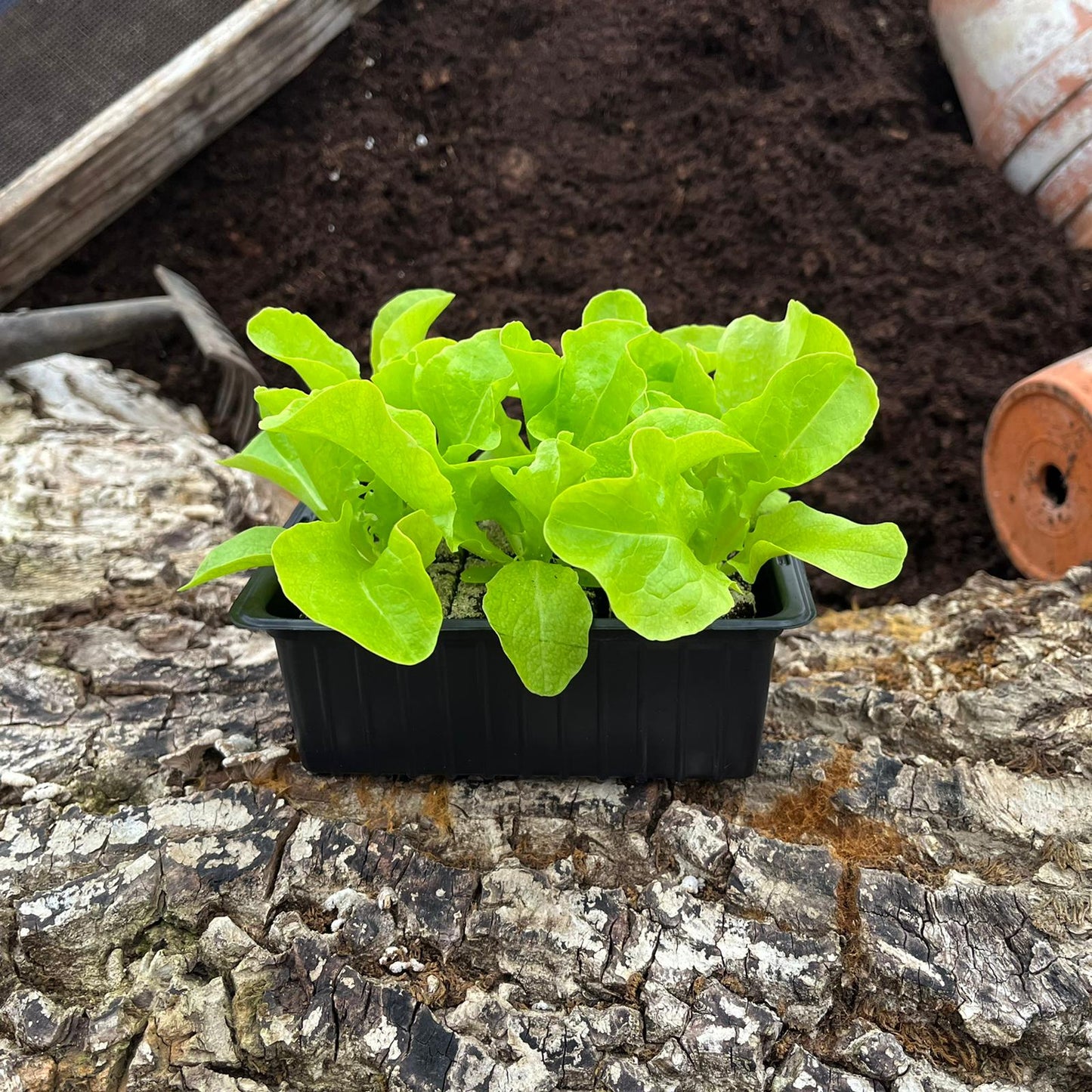 Eichblattsalat (Pflücksalat), 6er Schale - Salatpflanzen