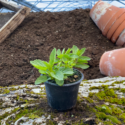 Pfeffersalbei - Salvia ugilinosa