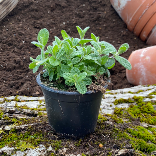 Ananasminze - Mentha x rotundifolia 'Ananas'