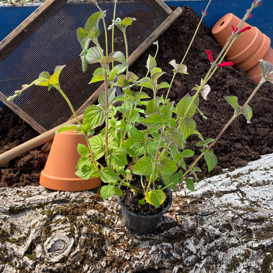 Orangen Salbei - Salvia species