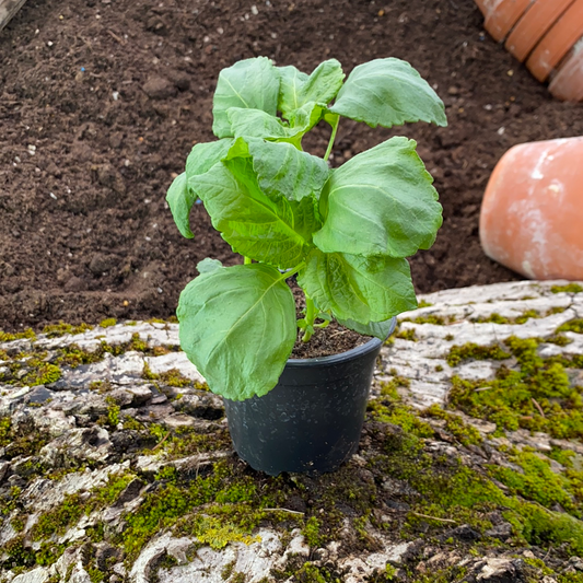 Shiso grün - Perilla frutescens v.