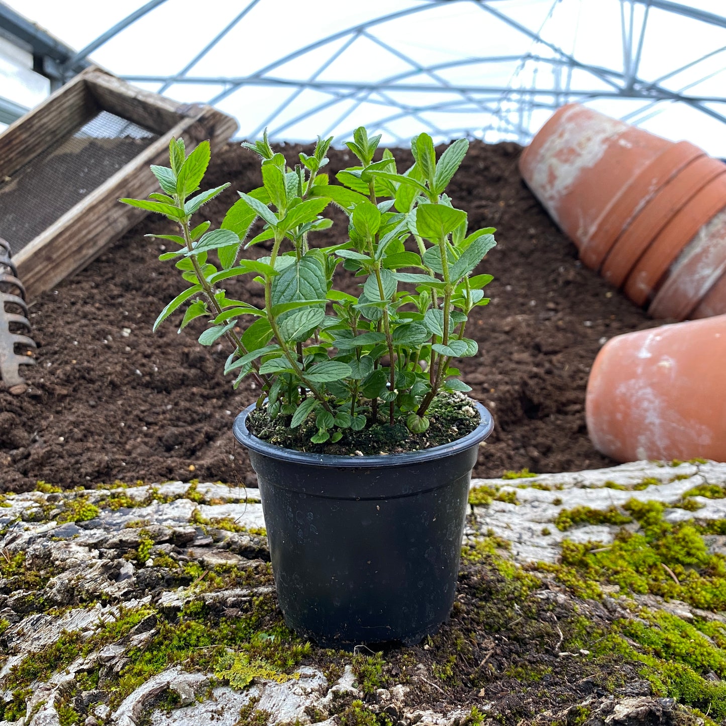 Toskana Minze - Mentha arvensis