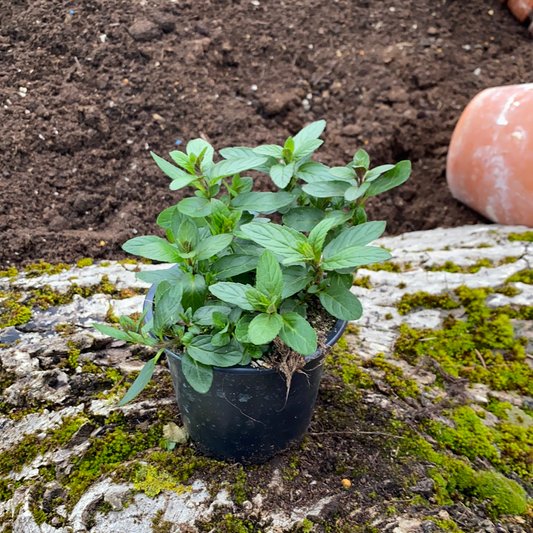 Anisminze - Mentha spicata var. anisata