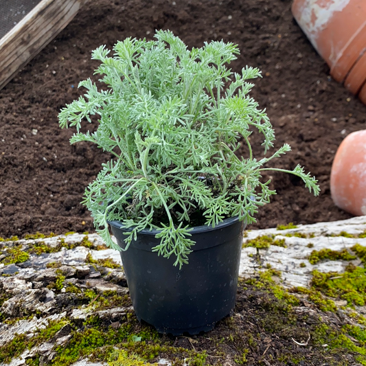 Walliser-Wermut - Artemisia vallesiaca